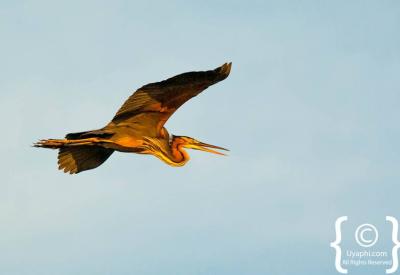 Red-billed Oxpecker on buffalo Botswana bird photographs Moremi Chobe photography