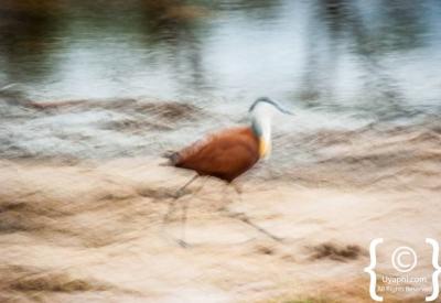 Red-billed Oxpecker on buffalo Botswana bird photographs Moremi Chobe photography