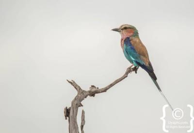 Woodland Kingfisher Botswana bird photographs Moremi Okavango Delta photography
