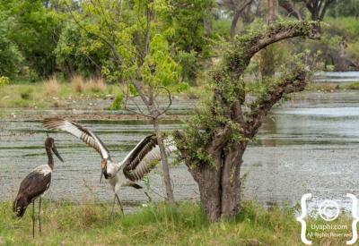 Woodland Kingfisher Botswana bird photographs Moremi Okavango Delta photography