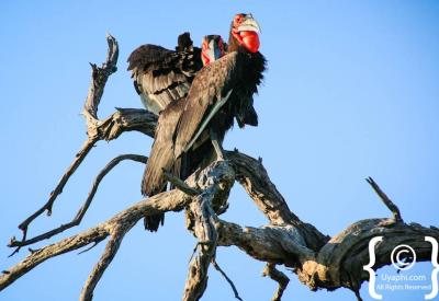 African Openbill Stork Botswana bird photographs Okavango Delta waterways Moremi