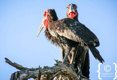 African Openbill Stork Botswana bird photographs Okavango Delta waterways Moremi