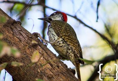 Botswana bird photography 597 species Okavango Moremi Chobe Kalahari wildlife