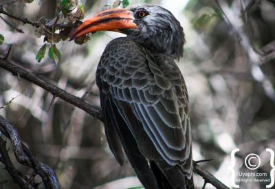 Botswana bird photography 597 species Okavango Moremi Chobe Kalahari wildlife