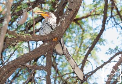 African Fish Eagle Botswana bird pictures Okavango Delta Chobe River photography