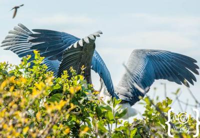 African Fish Eagle Botswana bird pictures Okavango Delta Chobe River photography