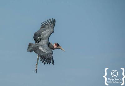 Southern Ground Hornbill Botswana endangered bird photography Okavango Moremi