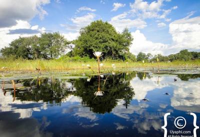 Mopane woodland Botswana scenery Chobe National Park Moremi photography