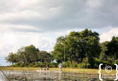 Botswana game drive track bush scenery photography Moremi Chobe Okavango