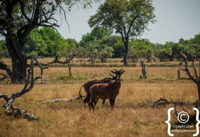 Botswana African sunset flat landscape bushveld photography Okavango Kalahari