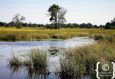 Botswana night sky stars zero light pollution Kalahari Okavango scenery photography