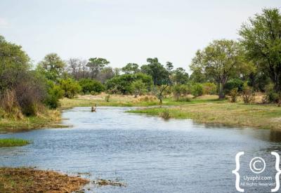 Okavango Delta waterways channels ground level scenery Botswana photography