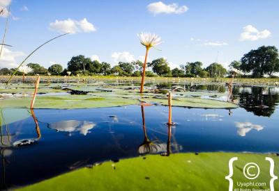 Mopane woodland Botswana scenery Chobe National Park Moremi photography