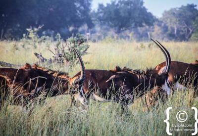 African wild dog Botswana wildlife photography Moremi Khwai endangered species