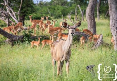 Warthog Botswana wildlife photography Moremi Chobe Okavango Delta game reserve