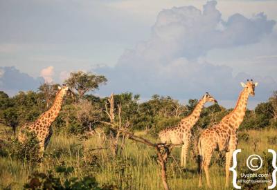 Giraffe Botswana wildlife photography Okavango Delta Moremi Chobe game reserve