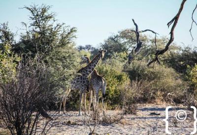 Honey badger Botswana wildlife photographs Moremi Kalahari photography