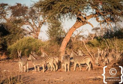 Waterbuck kudu antelope Botswana wildlife photographs Chobe Okavango photography