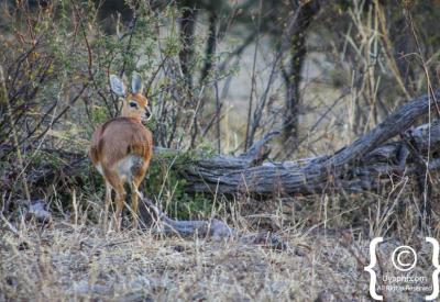 Tsessebe reedbuck antelope Botswana wildlife photographs Moremi Okavango photography