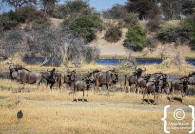 Tsessebe reedbuck antelope Botswana wildlife photographs Moremi Okavango photography