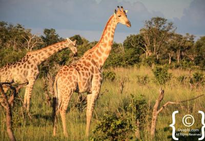 Zebra herd Botswana wildlife pictures Moremi Chobe Savuti photographyZebra herd Botswana wildlife pictures Moremi Chobe Savuti photography