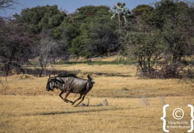 Sable roan antelope Botswana wildlife photographs Moremi Khwai photography