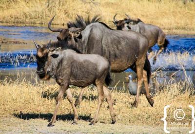 Sable roan antelope Botswana wildlife photographs Moremi Khwai photography