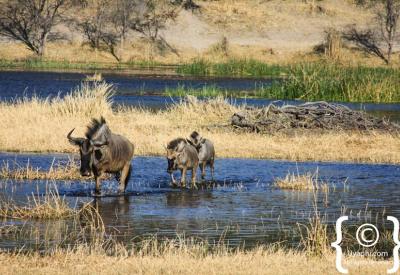 Plains game Botswana wildlife photographs Moremi Chobe Okavango game drive