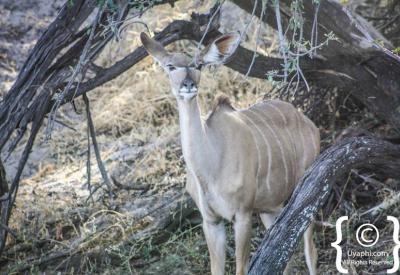 Plains game Botswana wildlife photographs Moremi Chobe Okavango game drive
