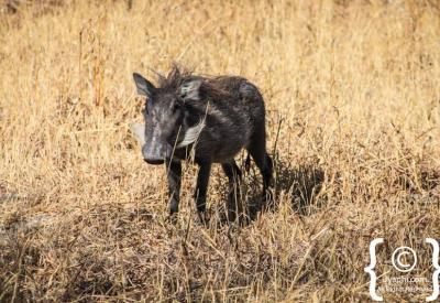 Smaller mammals reptiles Botswana wildlife photographs Okavango Delta Moremi