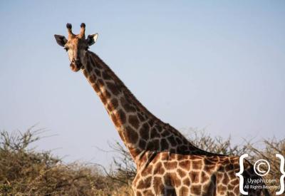 Botswana general wildlife photographs 20 years safari photography Okavango Moremi Chobe