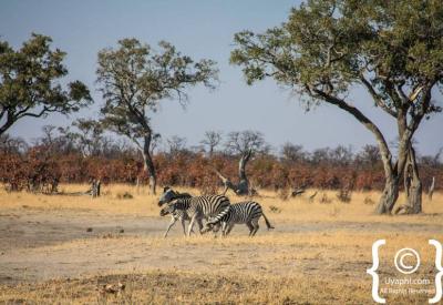 Botswana general wildlife photographs 20 years safari photography Okavango Moremi Chobe