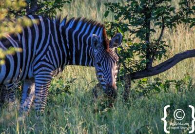 Zebra herd Botswana wildlife pictures Moremi Chobe Savuti photography