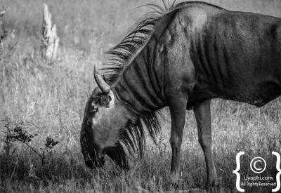 Buffalo herd Botswana wildlife photography Moremi Xakanaxa Chobe game reserve