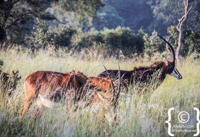 African wild dog Botswana wildlife photography Moremi Khwai endangered species