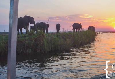Elephant herd drinking Chobe River Botswana boat cruise Chobe National Park photography
