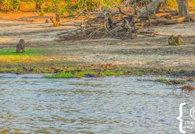 Chobe River sunset boat cruise Botswana Chobe National Park photography