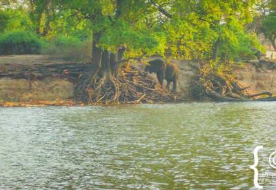 Wildlife boat cruise floating deck Chobe River Botswana Chobe National Park