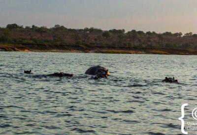 Buffalo Chobe River edge Botswana boat cruise Chobe National Park photography