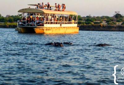 Elephant swimming Chobe River Botswana boat cruise Chobe National Park photography