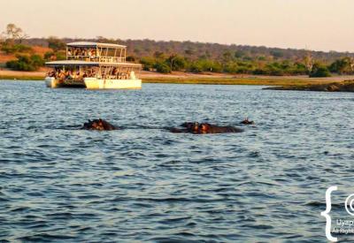 Elephant swimming Chobe River Botswana boat cruise Chobe National Park photography