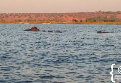 Chobe River golden sunset reflection boat cruise Botswana Kasane photography