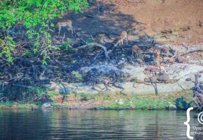 Nile crocodile Chobe River bank Botswana boat cruise Chobe National Park photography