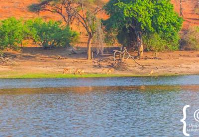 African Fish Eagle Chobe River Botswana wildlife boat cruise photography