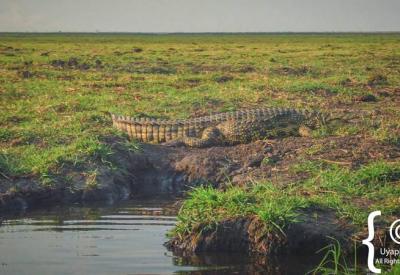 African Fish Eagle Chobe River Botswana wildlife boat cruise photography
