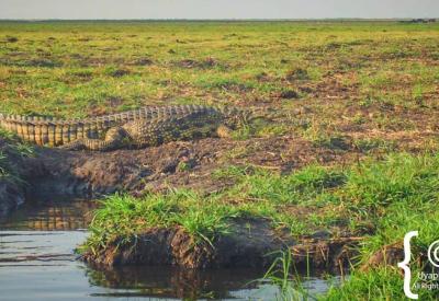 Chobe River sunset boat cruise Botswana Chobe National Park photography
