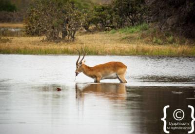 Mokoro canoe Okavango Delta papyrus channels Botswana photography wildlife