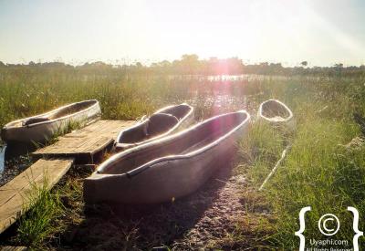 Water lily aquatic vegetation Okavango Delta Botswana photography