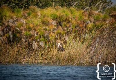 Mokoro canoe Okavango Delta papyrus channels Botswana photography wildlife