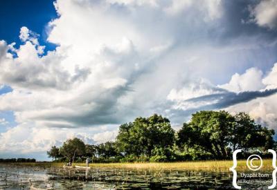 Buffalo herd Okavango Delta floodplains Moremi Game Reserve Botswana photography